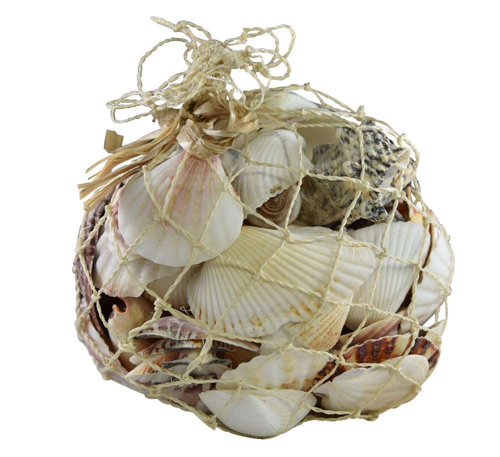 Sea Shells Mixed Beach Seashells - Various Sizes up to 2 Shells -Bag of  Approx. 50 Seashells