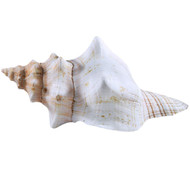 Striped Fox Sea Conch Shell 6"-7" Collector Shell - 1 Piece - for Nautical Party Wedding Décor - Arts Crafts