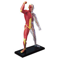 Famemaster 4D-Vision Human Muscle And Skeleton Anatomy Model