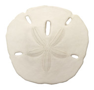 Sand Dollars 2"-2.5" Set of 12 - Wedding Seashell Craft - Hand Picked and Professionally Boxed