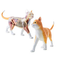 4D Vision Orange Tabby Cat Skeleton & Anatomy Model Kit