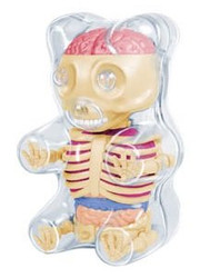 4D Master Baby Gummi Bear Skeleton Anatomy Model