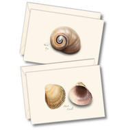 Earth Sky + Water - Seashell Assortment III Notecard Set - 8 Blank Cards with Envelopes (4 each of 2 styles)