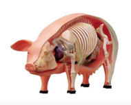 TEDCO 4D 26102 Vision Pig Anatomy Model, One Color