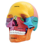 Tedco Toys 26087 4D Anatomy Didactic Exploded Skull Model