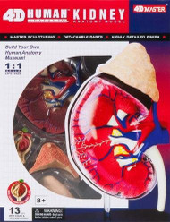4D Master Human Anatomy Kidney Model Kit, One Color