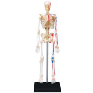 4D VISIONS MODELS Visible Human Skeleton Anatomy Kit, One Color