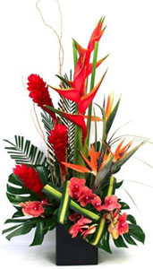 Jungle Paradise Top Shelf Field of Flowers