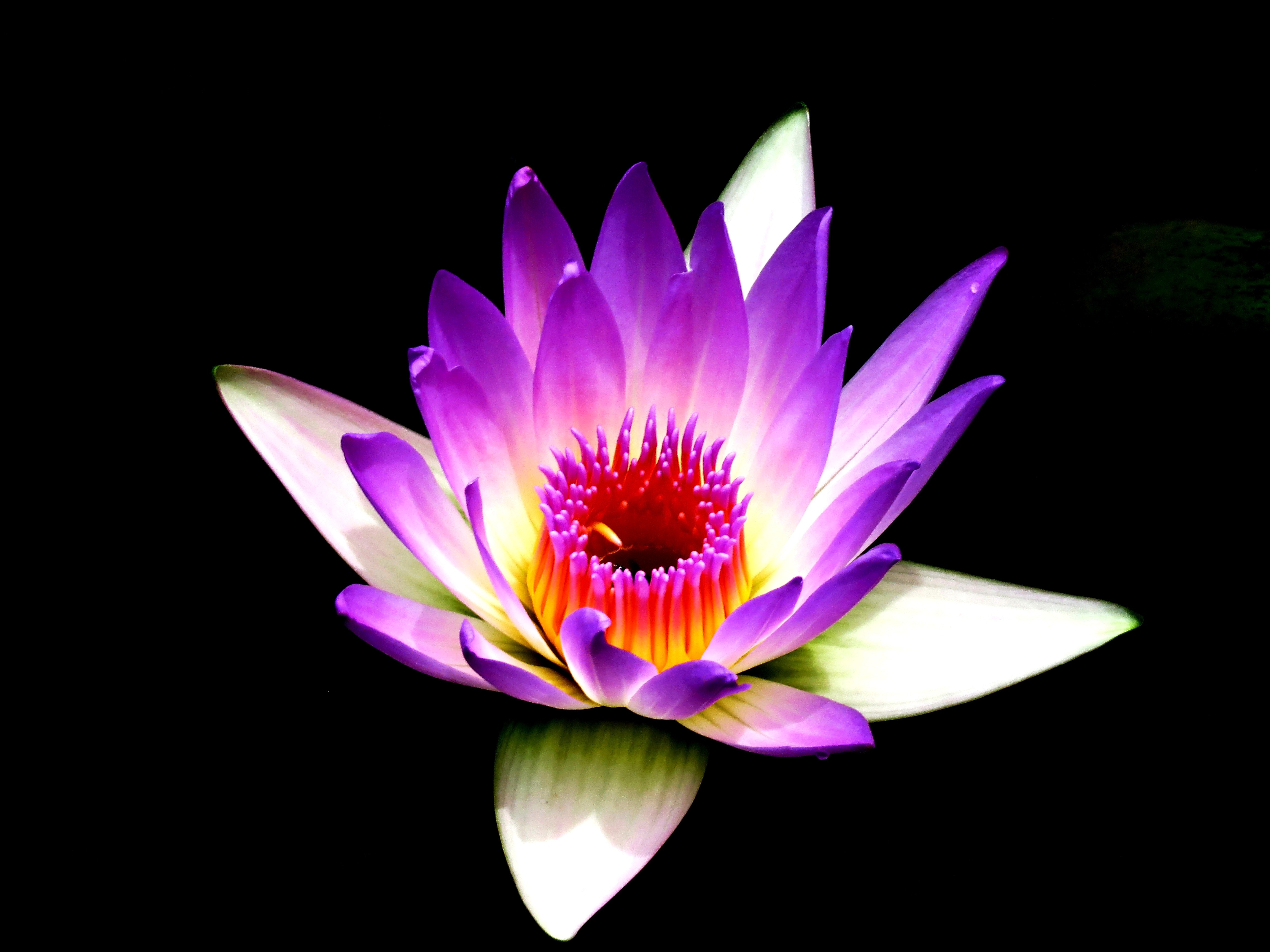 A beautifully colored flower in front of a black background.