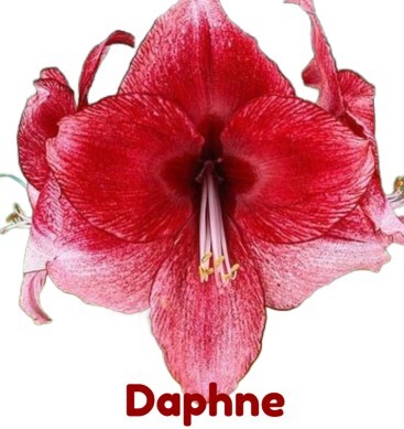 daphne368x379.jpg