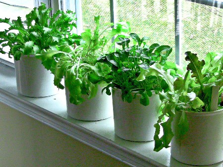 herb-on-windowsill-450x338.jpg