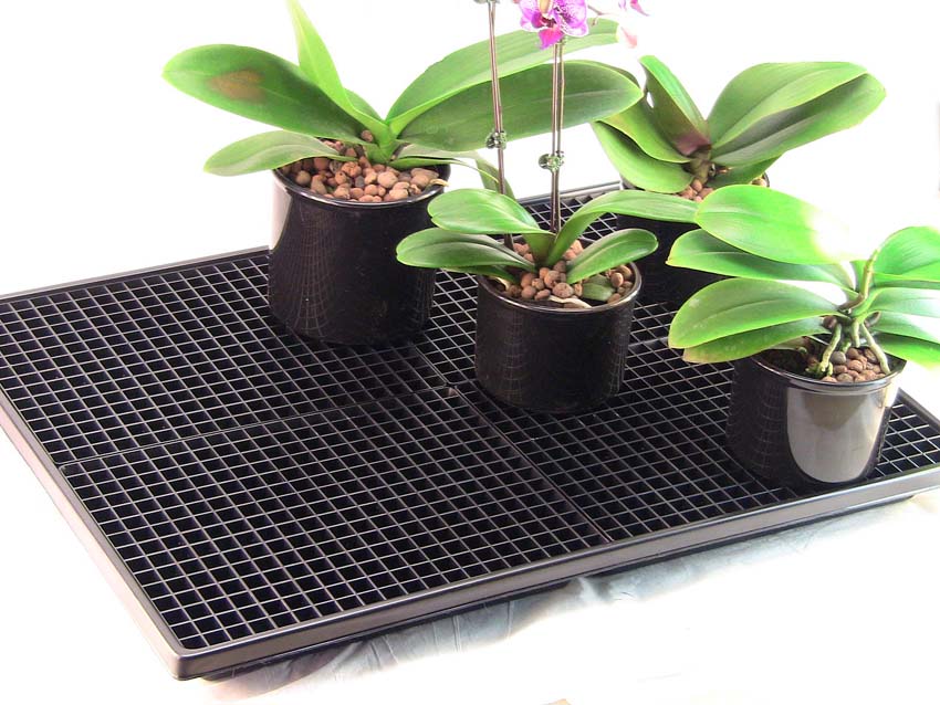 Humidity Trays for Plants - Do they really work? - My Little