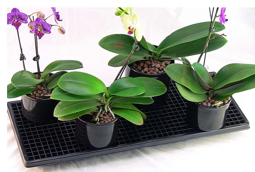 Monday's Simple Cleverness…Humidity Tray for Houseplants - SIMPLE