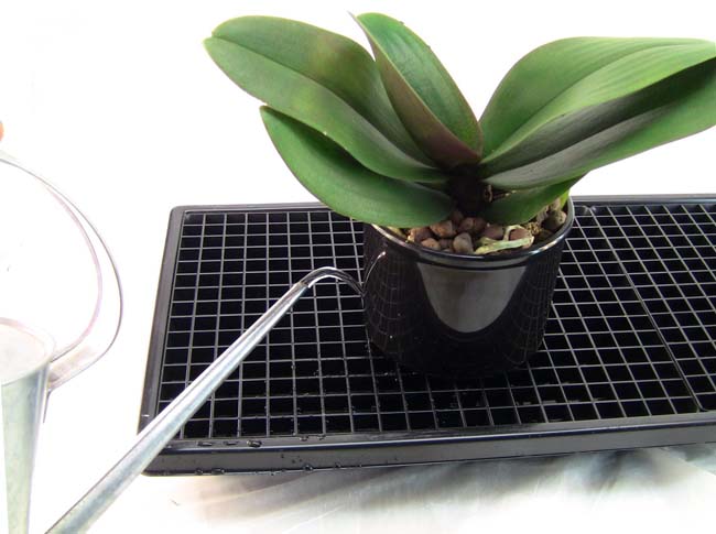 Humidity Tray DIY - Humidity tray for indoor plants 