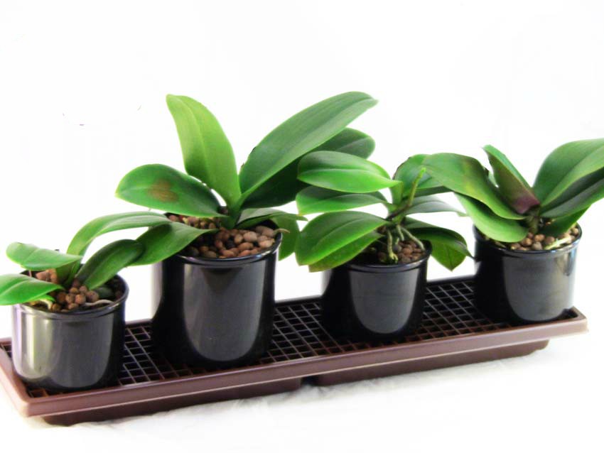 Humidity Tray Plant Humidity Tray Humidity Tray for Pots 