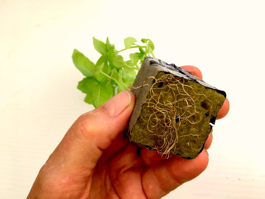 Rockwool Grow Cubes EasyGroHydro