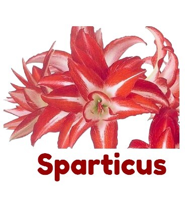 sparticus368x393.jpg
