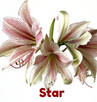 star368x391.jpg