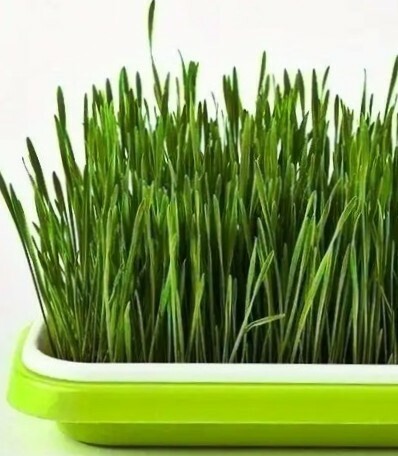 wheatgrass10-1-.jpg