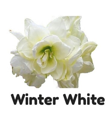 winterwhite368x391.jpg