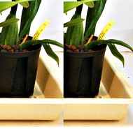 Grower Trays 22"x 11" (tan) for indoors - Buy 2 - Save $3.00