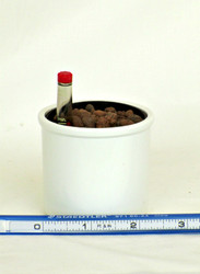 2" Hydroponic Planter - White Outer Pot
