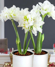 Amaryllis Winter White & Hydro Planter
