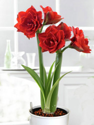 Holiday Red Amaryllis in Hydro Planter