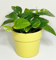 5" Fiesta Table Top Planter - Classic Style - (includes outer pot, inner pot, water gauge, LECA)Fiesta Table Top 