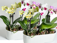 Mini- Rectangle Planter - Buy 2