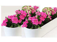 Maxi- Window Boxes - Buy 2