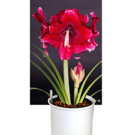 Amaryllis Tri-Color