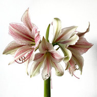 Amaryllis Butterfly in Hydro Planter