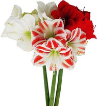 AMARYLLIS COMBINATION PLANTER - 2 bulbs