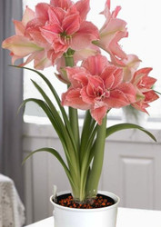 Amaryllis Fairy
