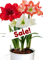 AMARYLLIS COMBINATION PLANTER - 3 bulbs per pot