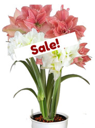 Amaryllis 2 Bulb Combination in Hydro Planter - Pink + White 