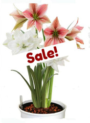 Amaryllis 2 Bulb Combinations in Hydro Planter - White + Star 