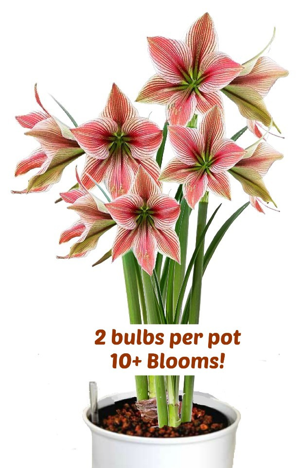 Amaryllis Star - EasyGroHydro