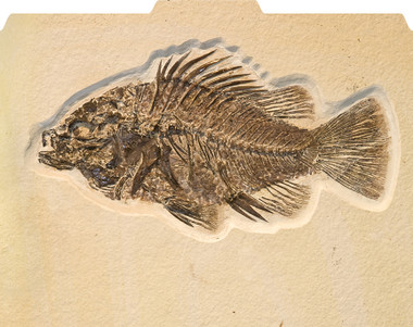 Image shows fossilized fish on textured background of File-'N Style Folder in folded view.