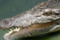 Northern Territory Crocodile