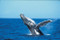 Whale Breaching at Hervey Bay 	