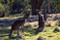 Eastern Grey Kangaroos 	Photo: Ben Hall