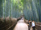 The Bamboo Forest, Kyoto
