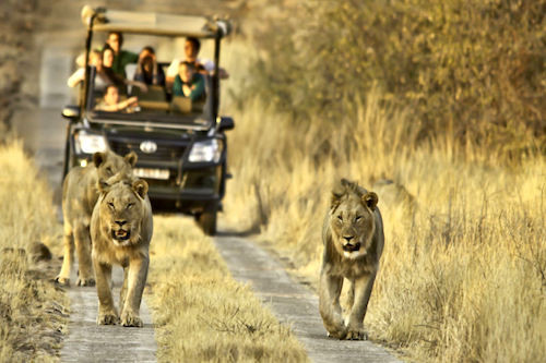 Tracking Lions From Morokolo Game Lodge