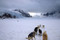Dog Sledding On Mendenhall Glacier