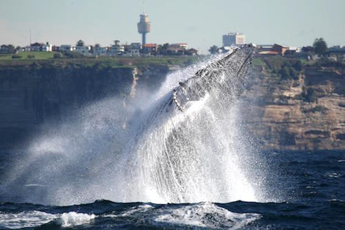 Whale Watching Off Sydney