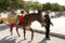 Alhama Village Donkey Man