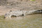 Cooper Creek Crocodile