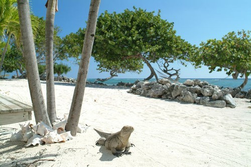 Grand Cayman Beach With Iguana